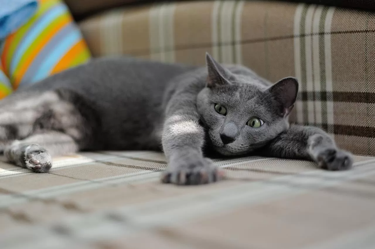 comment nettoyer de l'urine de chat sur un canape